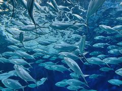 -上海海洋水族馆