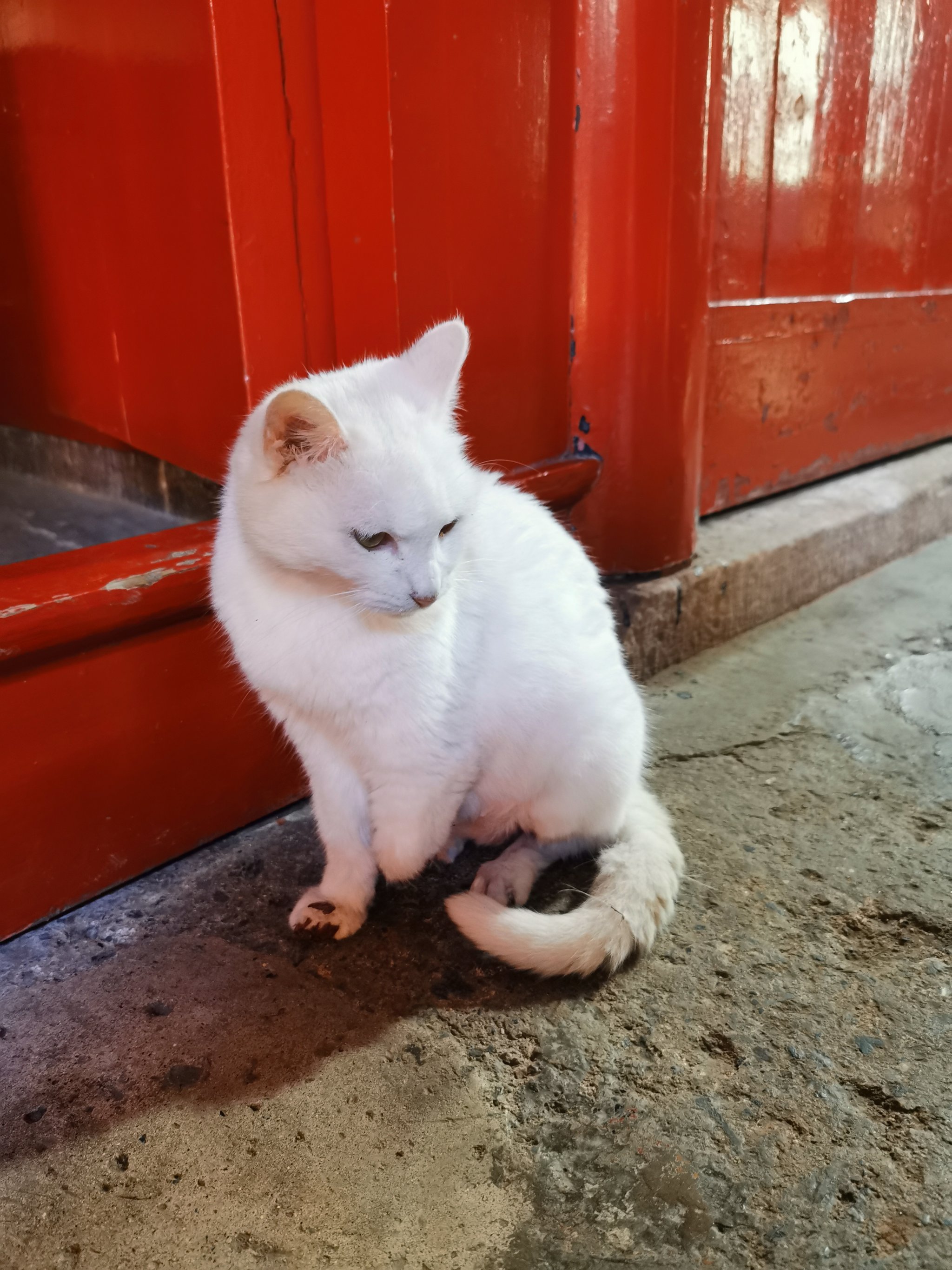 吉林北山小猫图片