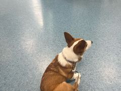 -北京赛佳动物医院