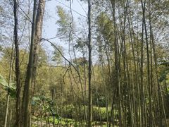 -大本营竹筒饭