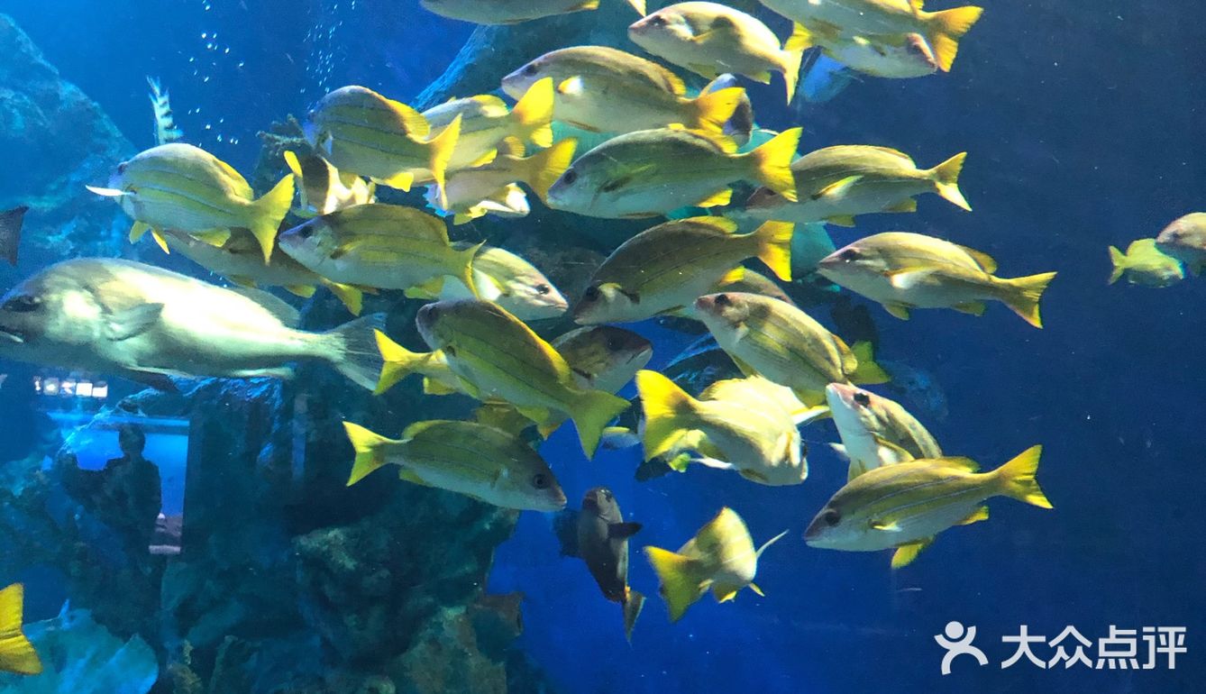 鸟羽水族馆