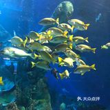 鸟羽水族馆