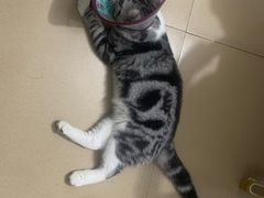 -创凡宠物医院·骨专科  猫科中心(西乡分院)