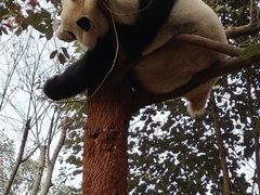 -都江堰中华大熊猫苑