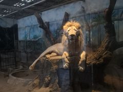 -清迈夜间动物园