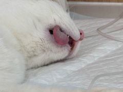 -达爱动物医院·犬猫分区·CT·复杂眼科(远洋山水分院)