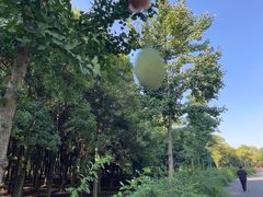 -蜀冈西峰生态公园