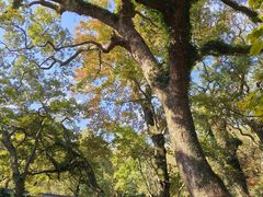 -普陀山慧济禅寺