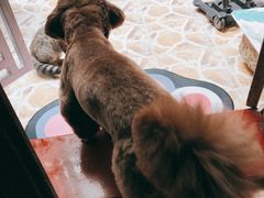 -瑞派旺宝宠物医院·犬猫全科综合·尿道专科(莲兴院)