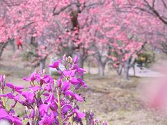 -花开海上生态园