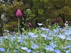 -上海共青森林公园