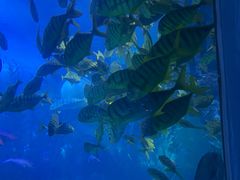 -青岛海底世界-水族馆