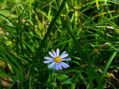 -大渡口区义渡公园