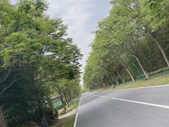 -泗洪洪泽湖湿地景区