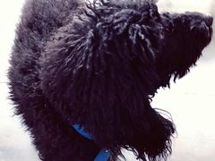 -暖阳宠物医院·犬猫康复中心·骨科