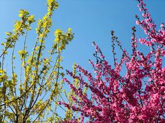 -执茶识麦(万达华府店)