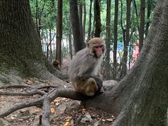 -黔灵山公园