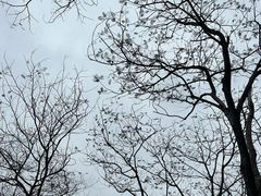-中国科学院华南植物园