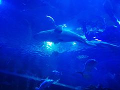 -成都浩海立方海洋公园