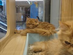 -屋虎猫馆(宝安大仟里店)