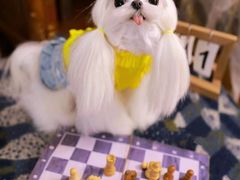 -萌宠之家·腊肠犬·马尔泰·小体犬舍