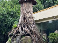 -云南勐巴娜西珍奇园