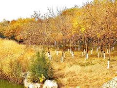 -大兴滨河森林公园