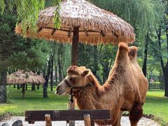 -北京野生动物园