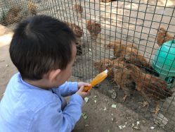 -上美四季动物农场