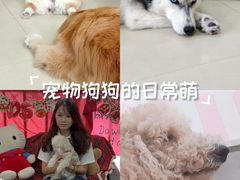 -汪说·狗咖·拼豆·宠物周边DIY(旺城大厦店)