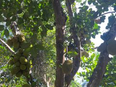 -中国科学院西双版纳热带植物园