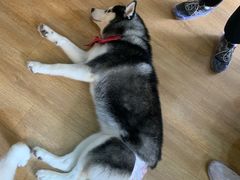 -Husky Go! 哈士奇体验馆·宠物咖啡厅狗咖