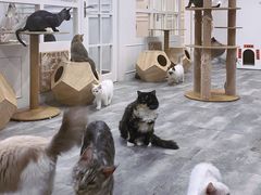 -楼上猫咖(罗湖店)