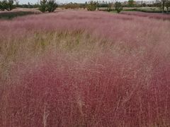 -汉长安城未央宫国家考古遗址公园