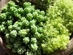 -好利来(宣武门店)