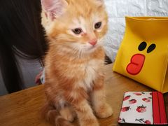 -平行世界·猫咖(首经贸店)