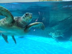-海合安成都极地海洋公园