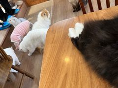 -有猫主题·治愈系猫咖(曾厝垵店)