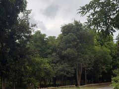 -中国科学院西双版纳热带植物园