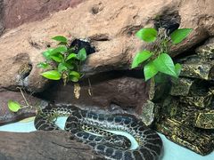 -广州长隆飞鸟乐园