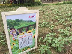 -丹樱生态园