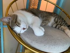 -喵屿·大理花园猫咖