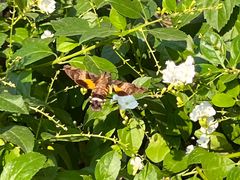 -一坐一忘云南菜(卓悦中心)