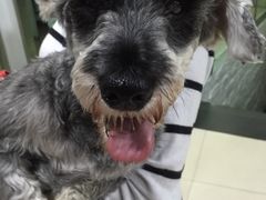 -爱侣宠医·鹦鹉专科·小型哺乳类·异宠专科(灵石路店)