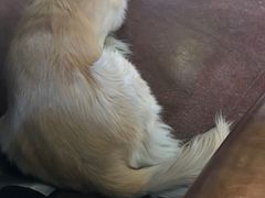 -百好乐宠物友好餐厅(朝外大街店)