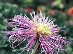 -CoCo都可(惠山古镇店)