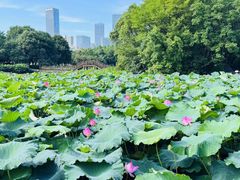 -艾溪湖湿地公园