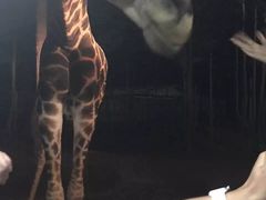 -清迈夜间动物园