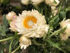 -双季花艺园艺市场(浦东店)