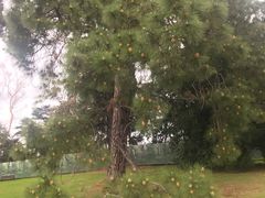 -墨尔本皇家植物园